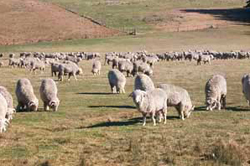 Walcha merinos